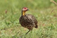 Pternistis leucoscepus