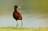Jacana spinosa