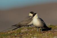 Stercorarius longicaudus