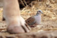 Streptopelia turtur