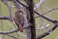 Lanius phoenicuroides