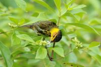 Setophaga tigrina