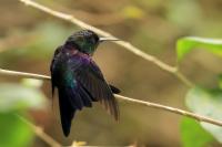 Thalurania colombica