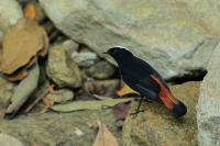 Chaimarrornis leucocephalus