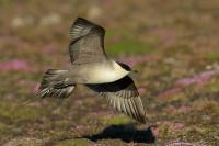 Stercorarius longicaudus