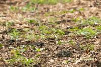 Rostratula benghalensis