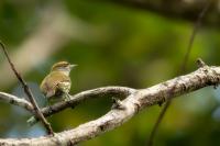 Nesoctites micromegas