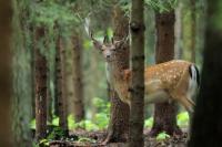 Fallow deer