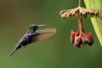 Thalurania colombica