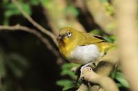 Zosterops ceylonensis