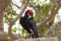 Bucorvus leadbeateri 