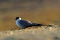 Stercorarius longicaudus