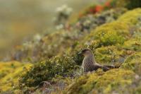 Catharacta chilensis