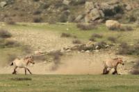 Przewalski's  Horse