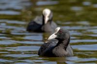 London-St James's Park