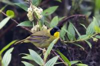 Geothlypis semiflava