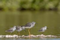 Tringa flavipes