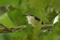 Campylorhynchus rufinucha