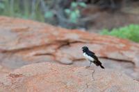 Rhipidura leucophrys