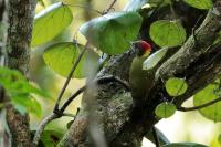 Picus chlorolophus