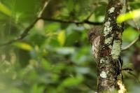 Glaucidium castanotum