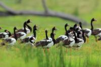 Anseranas semipalmata