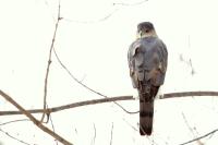 Accipiter striatus