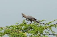 Corythaixoides concolor